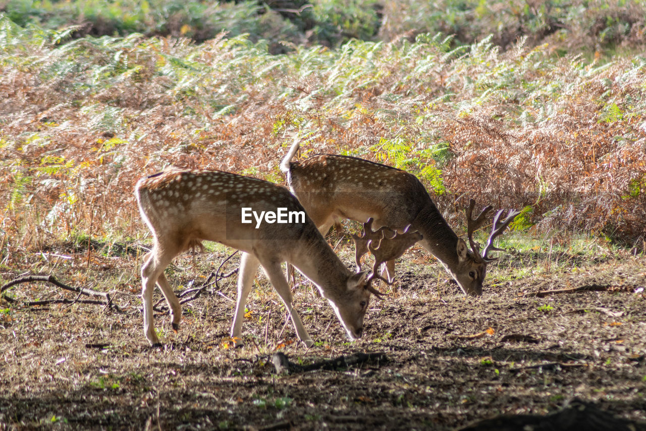 Devouring grass