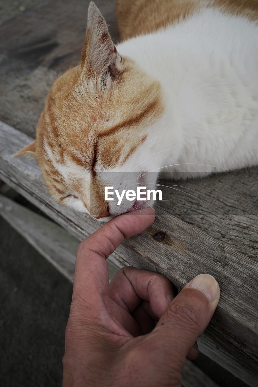 CLOSE-UP OF PERSON HAND HOLDING CAT OUTDOORS
