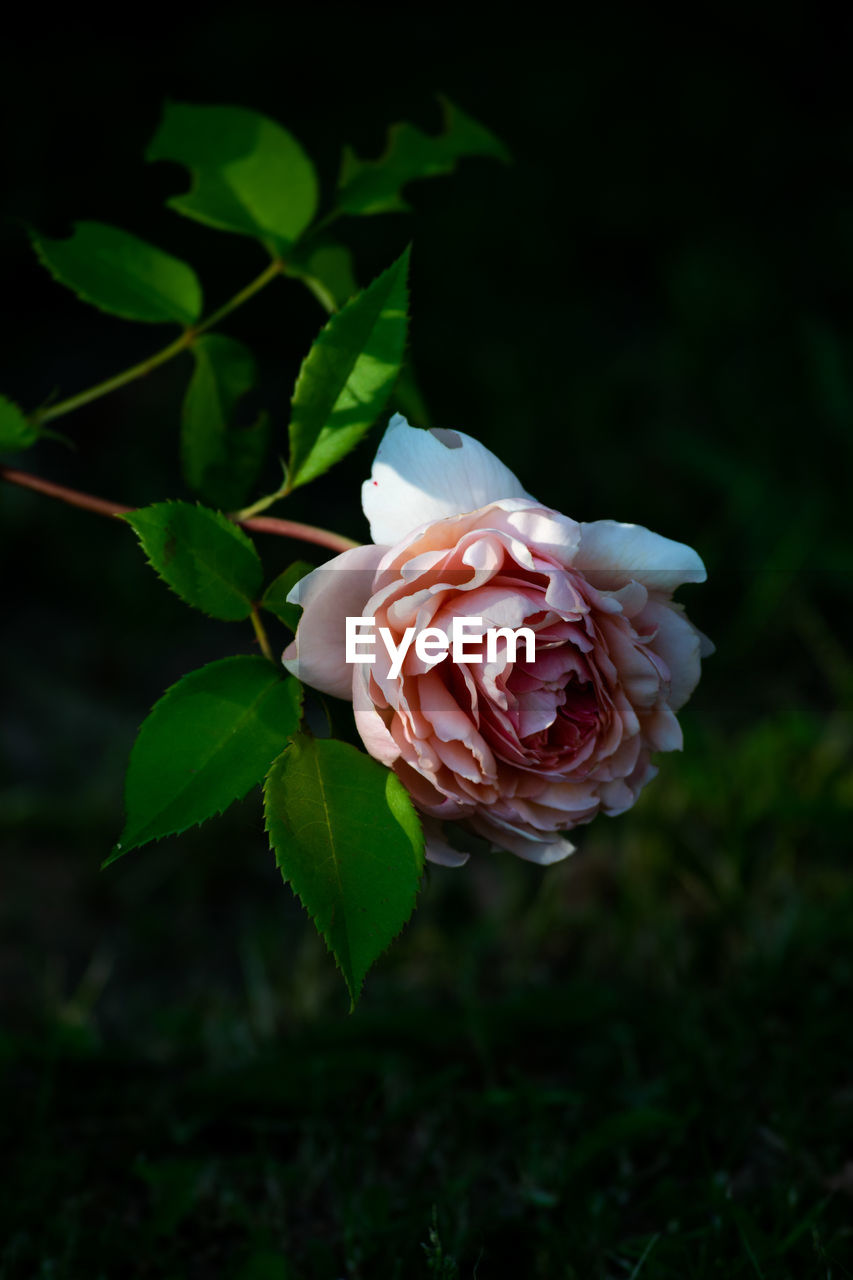 CLOSE-UP OF ROSE ON PLANT