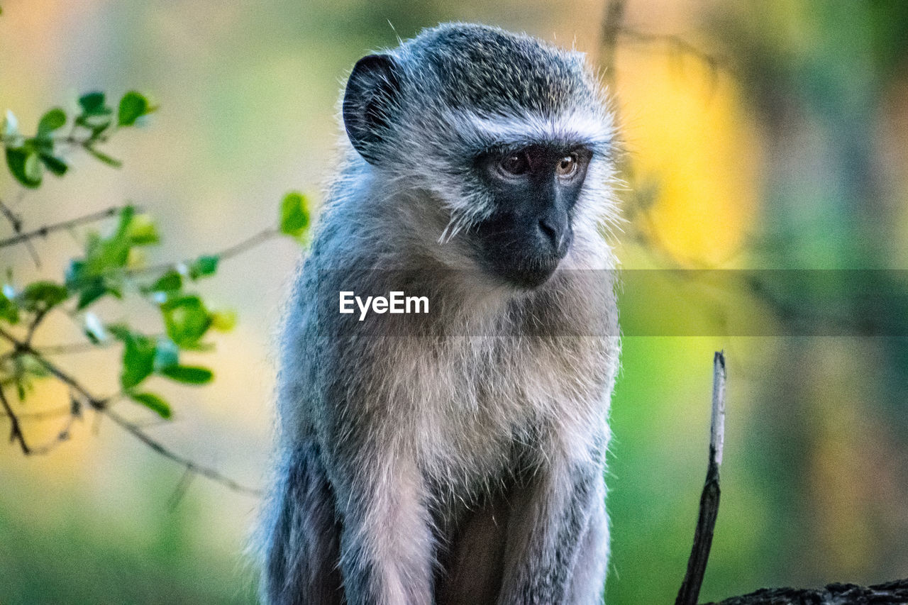 CLOSE-UP OF MONKEYS