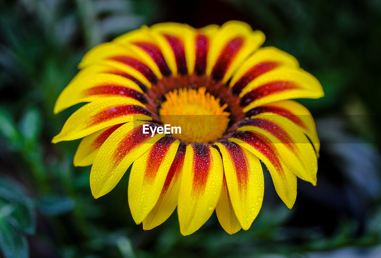 Close-up of yellow flower