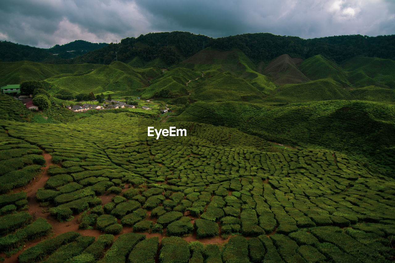 Cameron highland, pahang, malaysia tea plantation during cloudy day