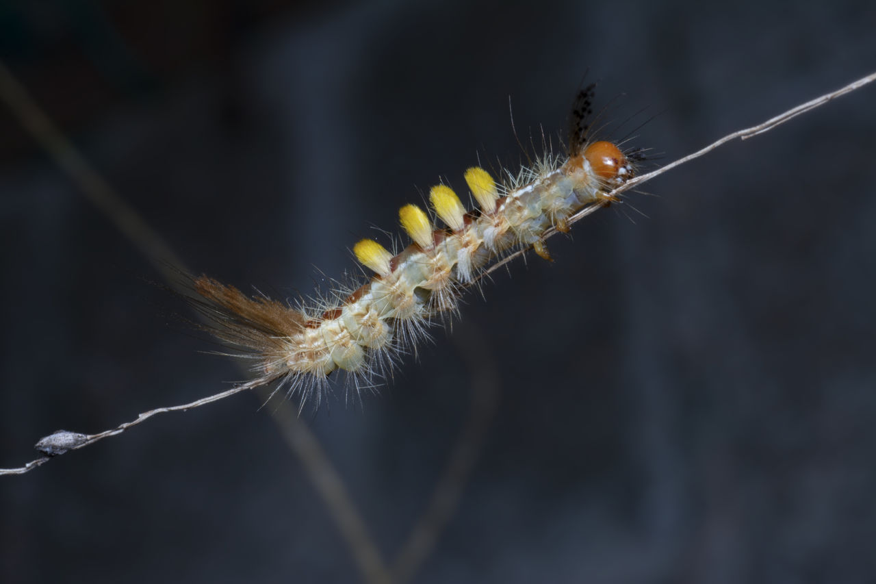 Tussock moth caterpillar on twig