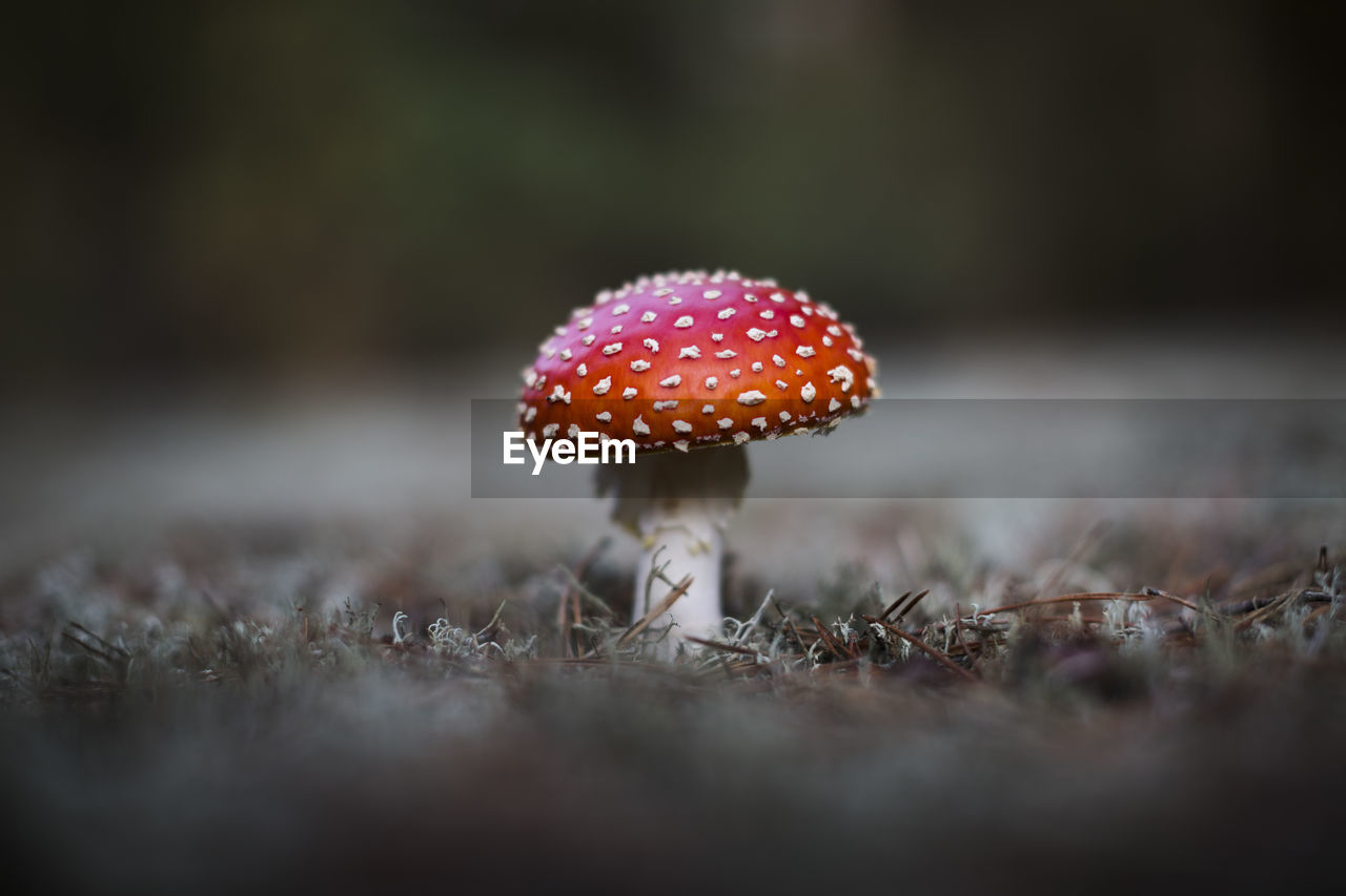 Young fly amanita in the woods near groß köris, germany.