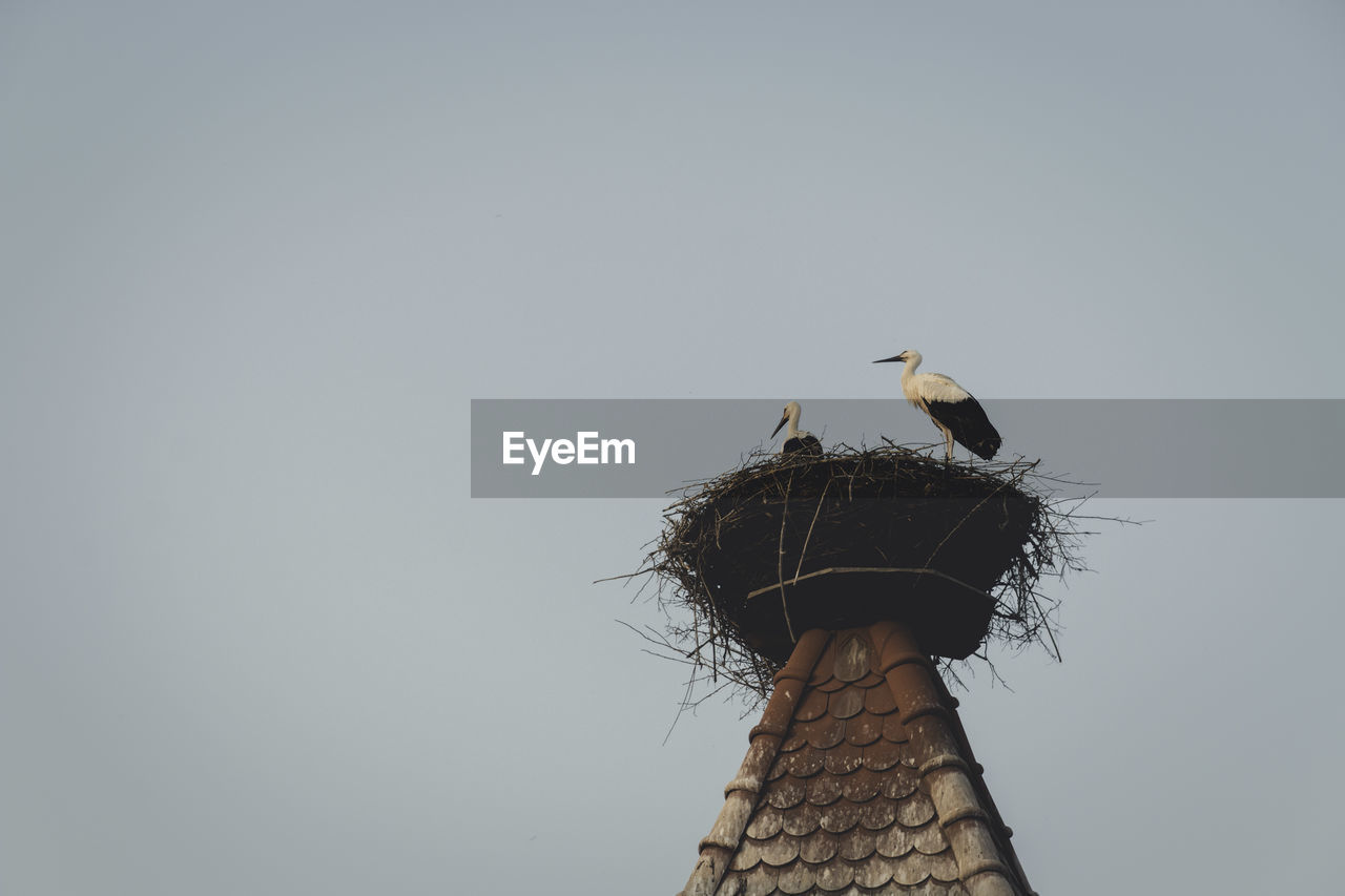 Low angle view of storks perching in nest on tower against clear sky