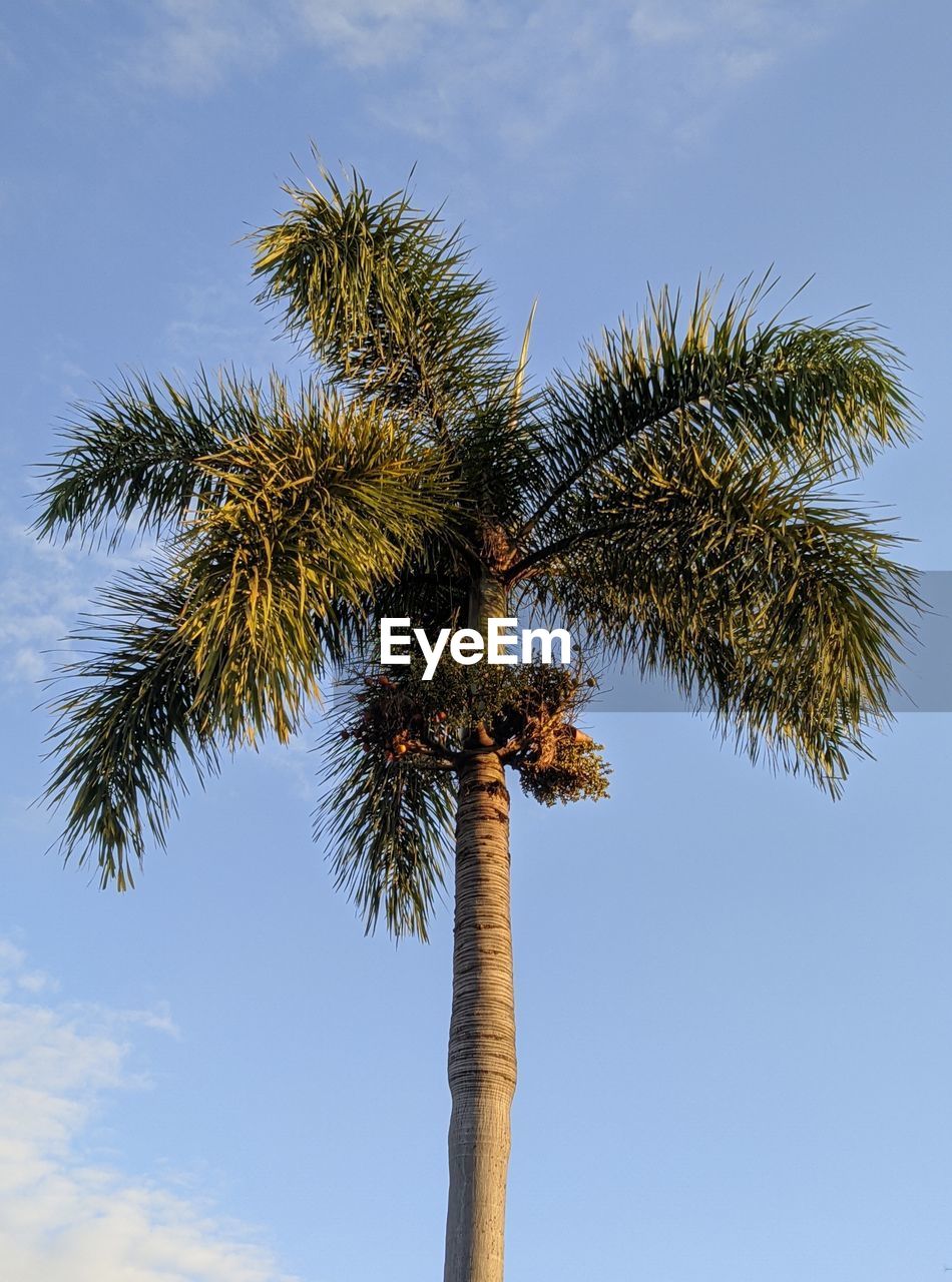 LOW ANGLE VIEW OF PALM TREE AGAINST BLUE SKY
