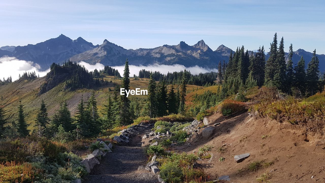 Hiking over clouds in mount rainier national park - scenic view of trees and mountains against sky