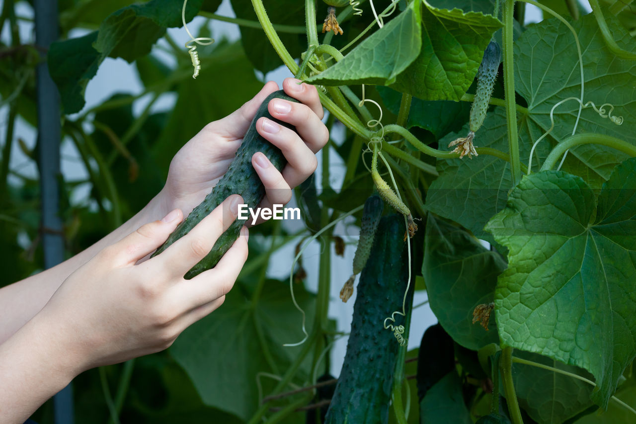 A woman plucks a fresh crop of cucumbers in a greenhouse