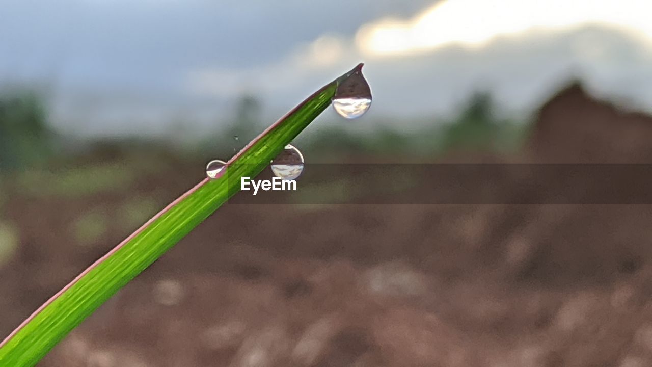 CLOSE-UP OF WATER DROPS ON BLADE OF LAND