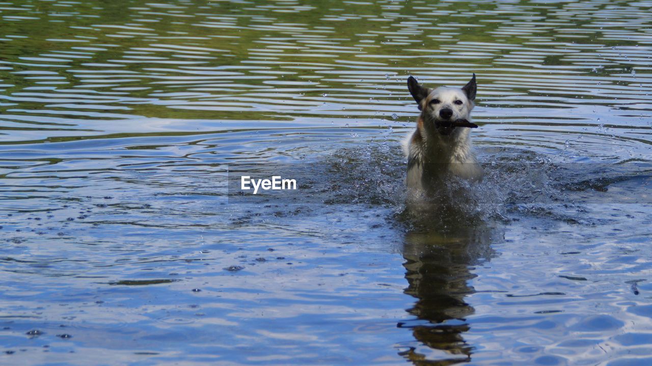 VIEW OF DOG RUNNING IN WATER