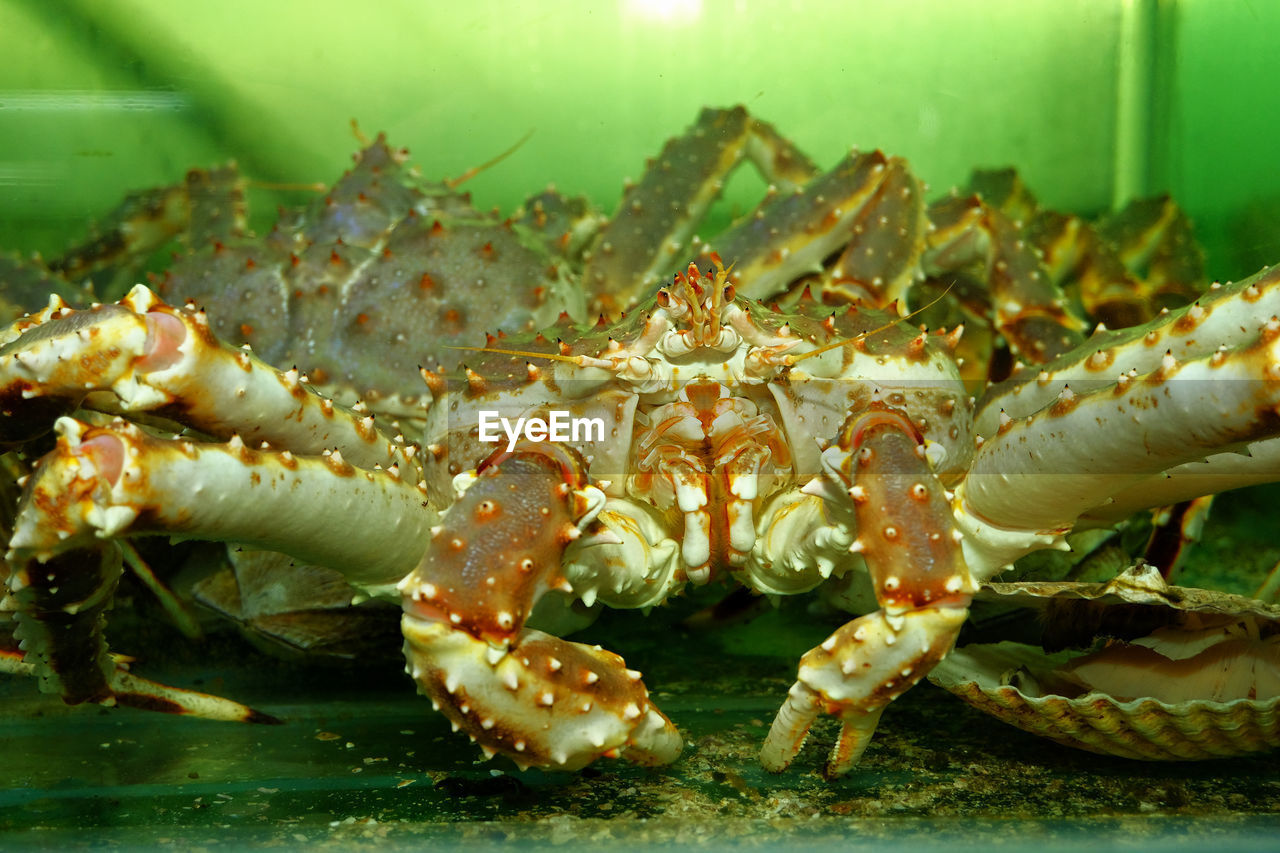 CLOSE-UP OF CRAB IN A SEA