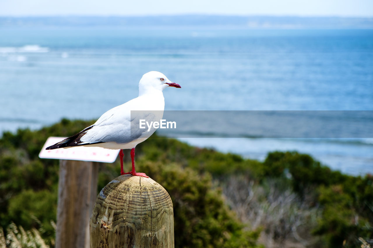Red-billed gull perching on wooden post against sea