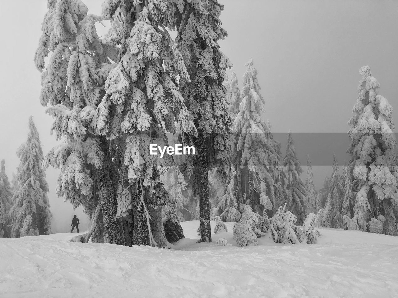 Trees on snow covered landscape against sky