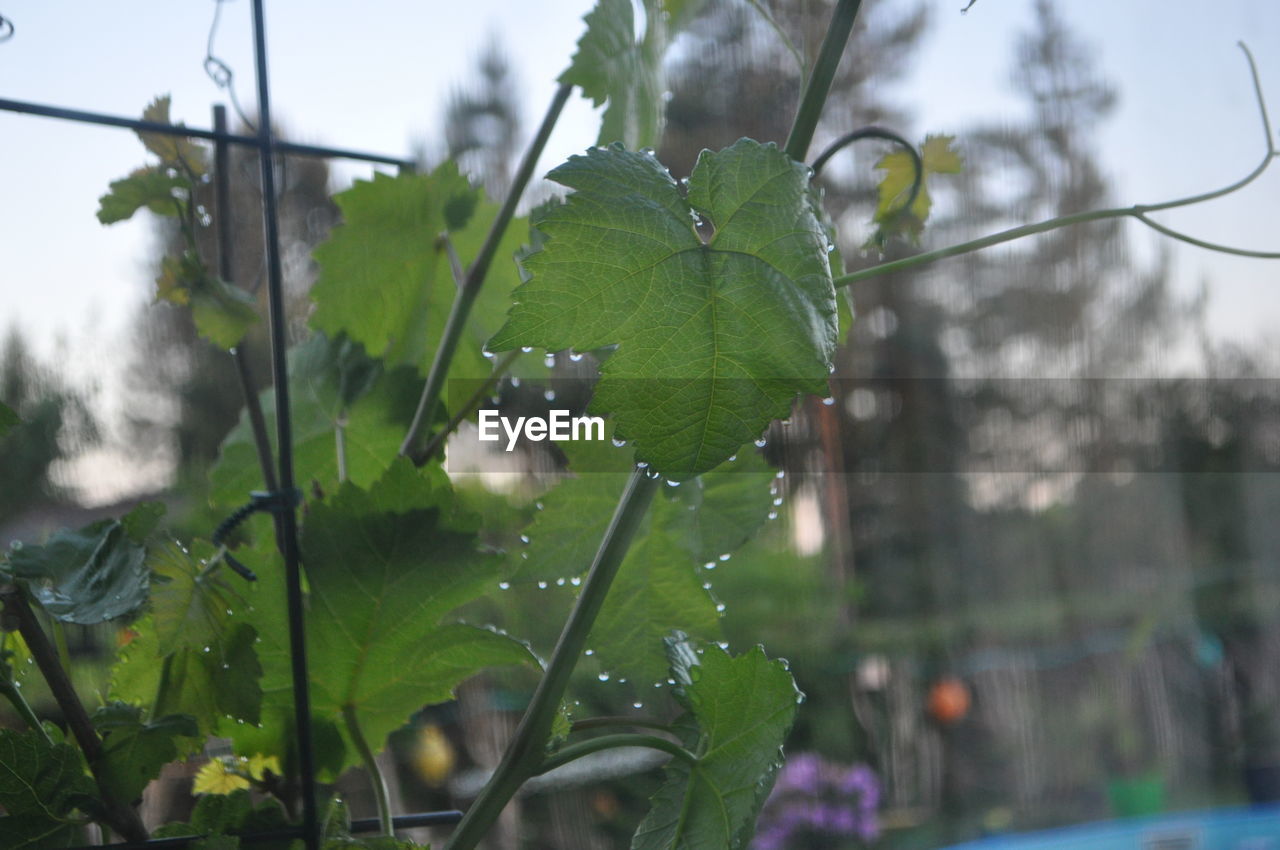 CLOSE-UP OF RAINDROPS ON PLANT LEAVES