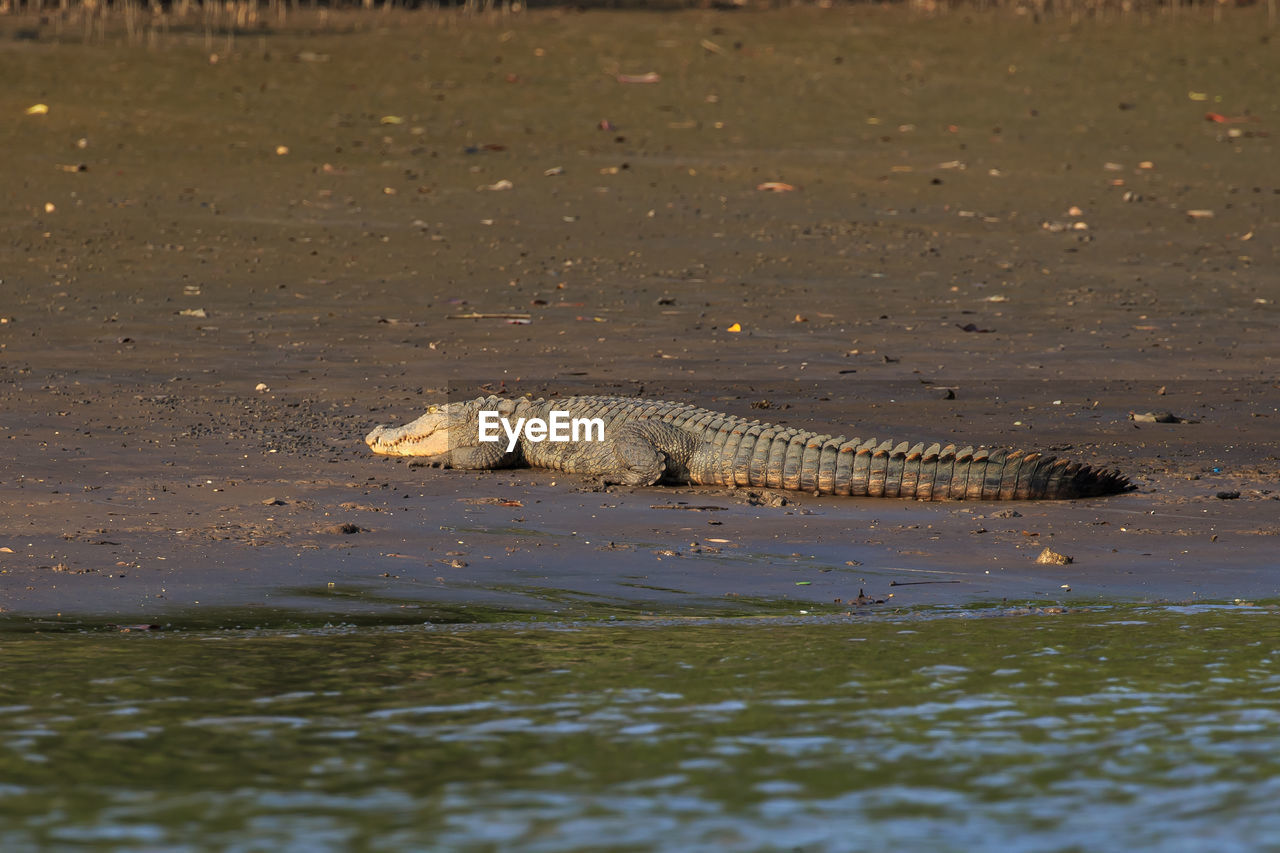 An indian mugger crocodile