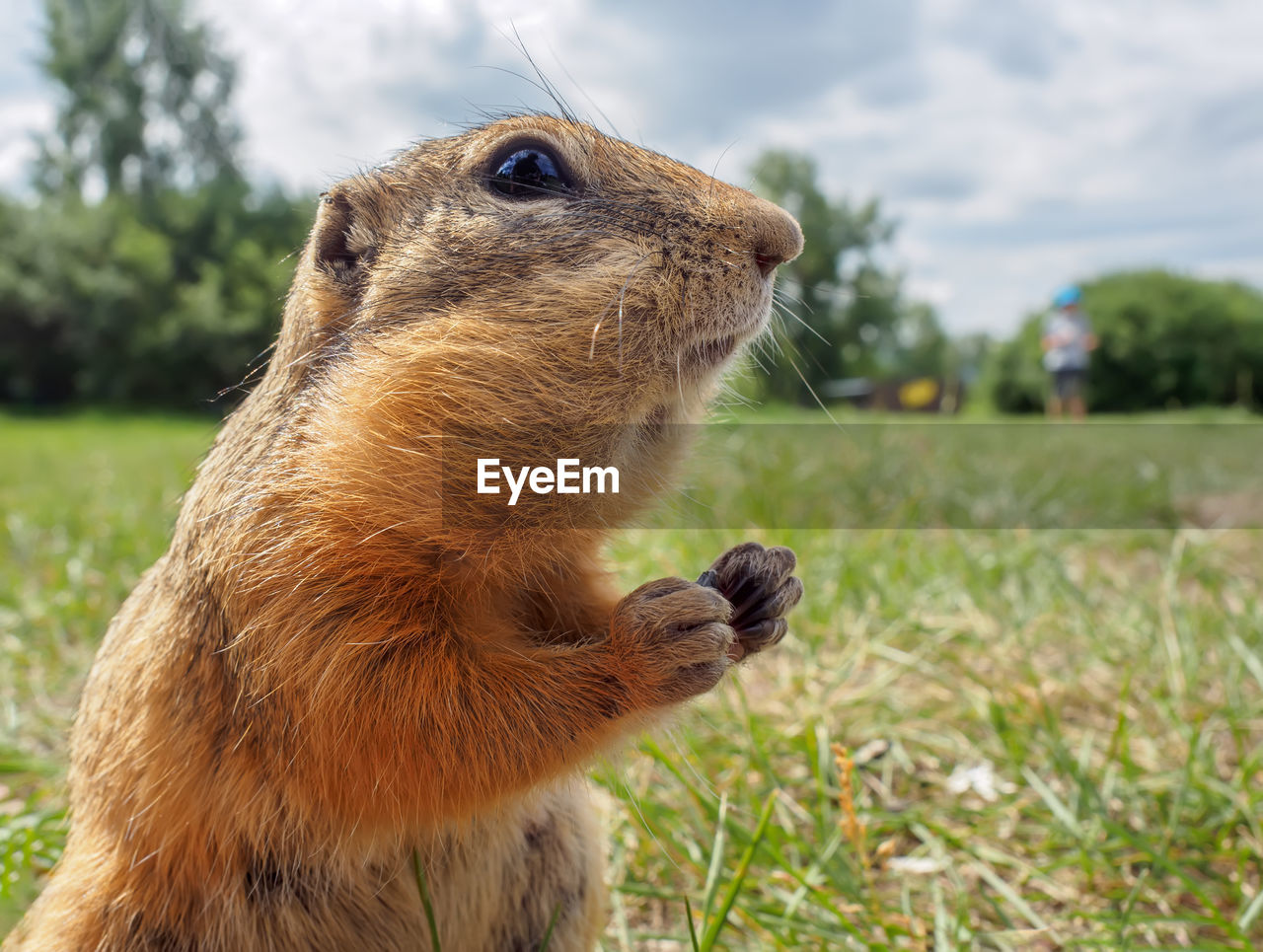 animal themes, animal, mammal, animal wildlife, squirrel, one animal, wildlife, prairie dog, rodent, nature, grass, whiskers, no people, plant, animal body part, close-up, focus on foreground, outdoors, sky, brown, cute, eating, day, land, side view, food