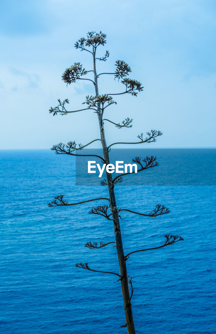 CLOSE-UP OF TREE IN SEA AGAINST SKY