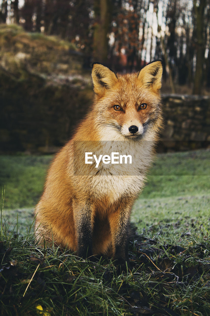 The Fox I Met At Hovedoya In Oslo Animal Animals On Eyeem