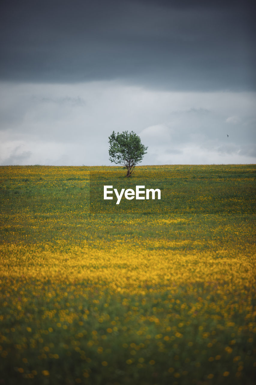 Field with alone tree and yellow dandelions and blue sky
