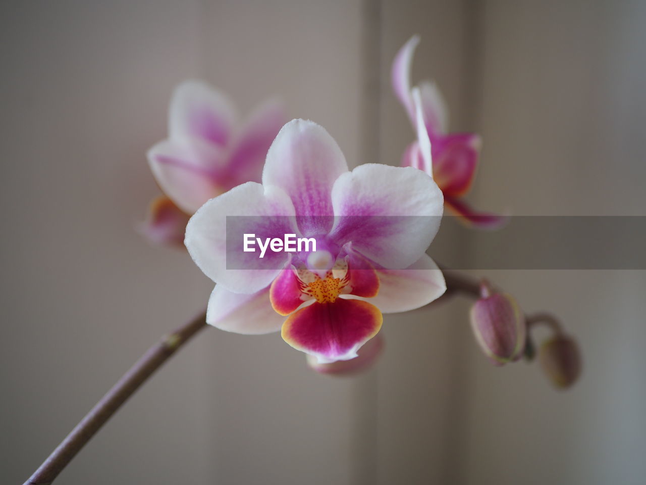 CLOSE-UP OF PINK ORCHID FLOWER
