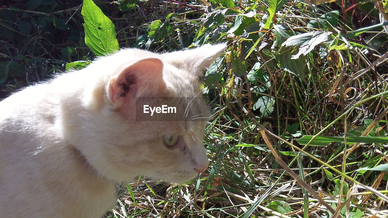 CLOSE-UP OF WHITE DOG
