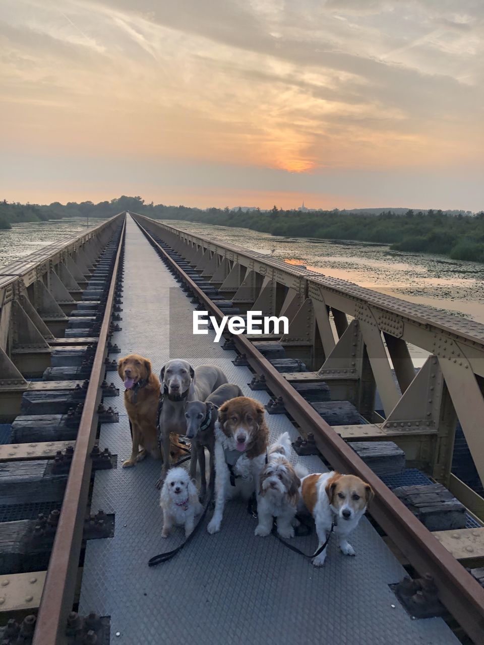 VIEW OF DOGS AT RAILROAD STATION