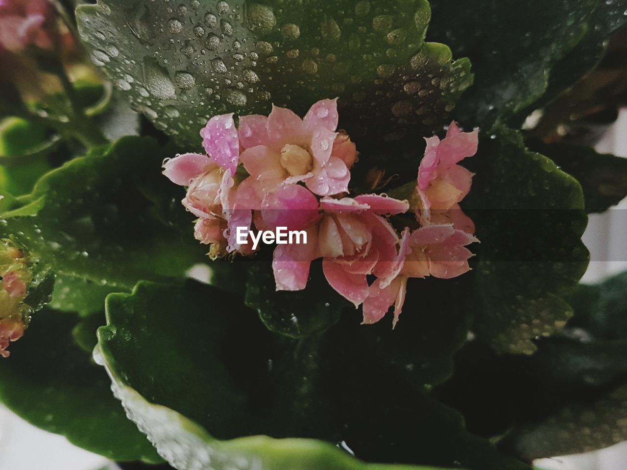 CLOSE-UP OF PINK WATER LILY
