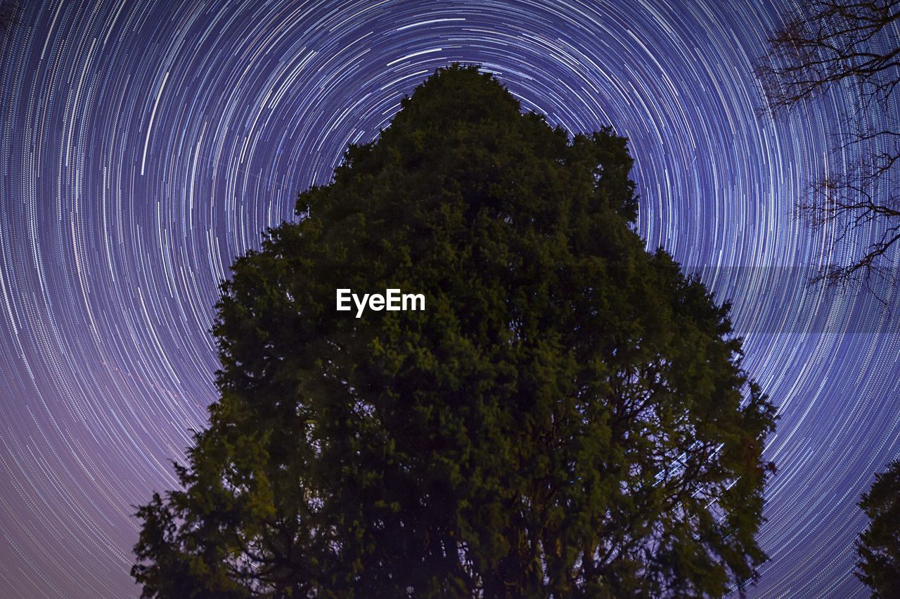 Low angle view of trees against star trails in sky at night