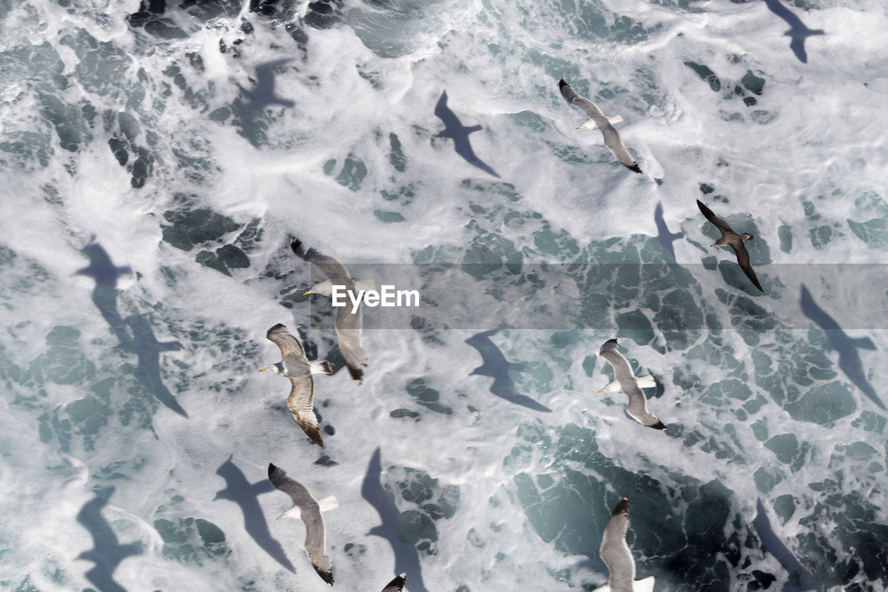High angle view of seagulls in sea