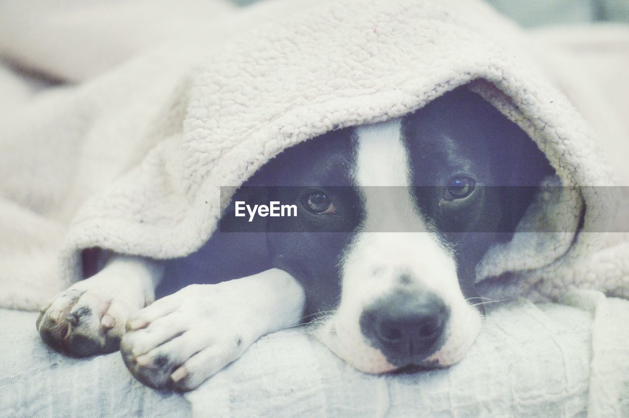 Close-up portrait of dog lying on bed