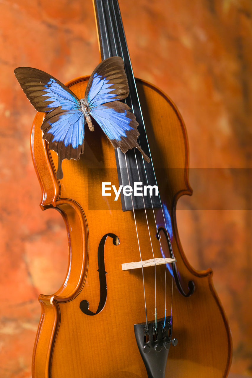 Close-up of violin and blue butterfly on rustic background