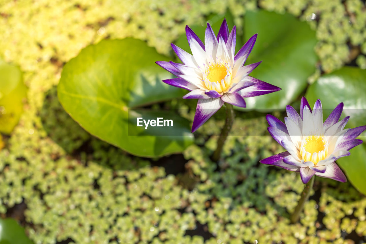 CLOSE-UP OF WATER LILY IN LAKE