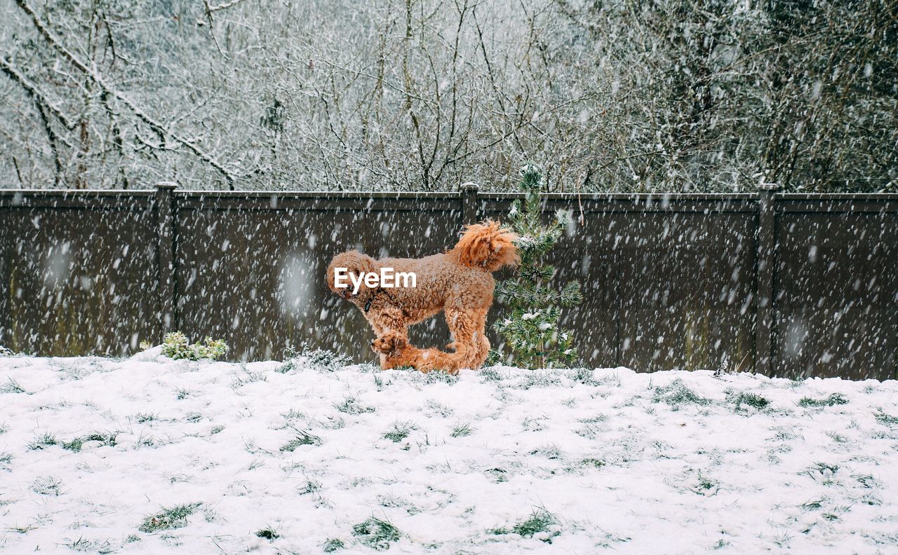 VIEW OF DOG ON SNOW COVERED LAND