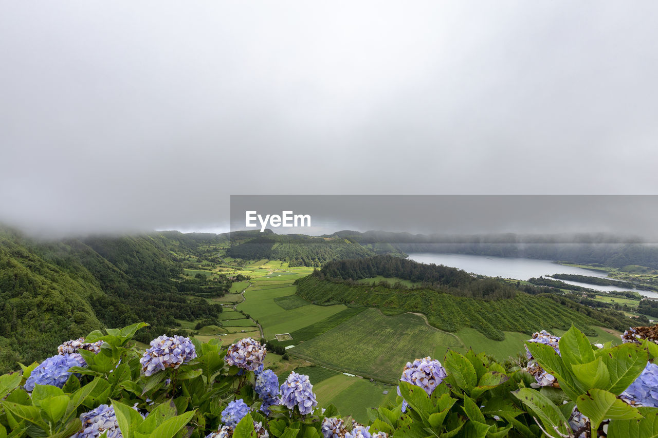 SCENIC VIEW OF FLOWERING PLANTS AGAINST CLOUDY SKY