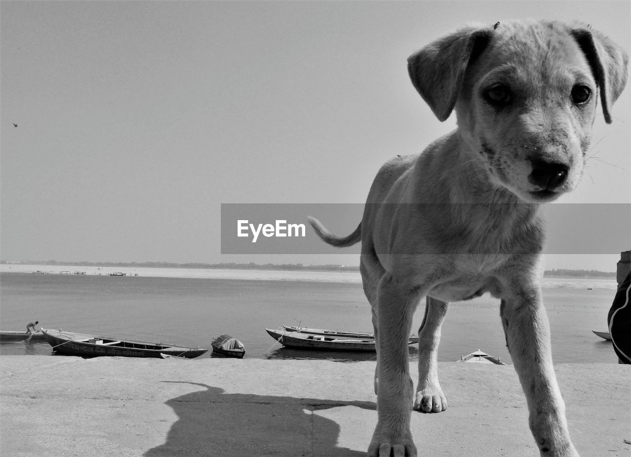 CLOSE-UP PORTRAIT OF DOG SITTING ON BEACH
