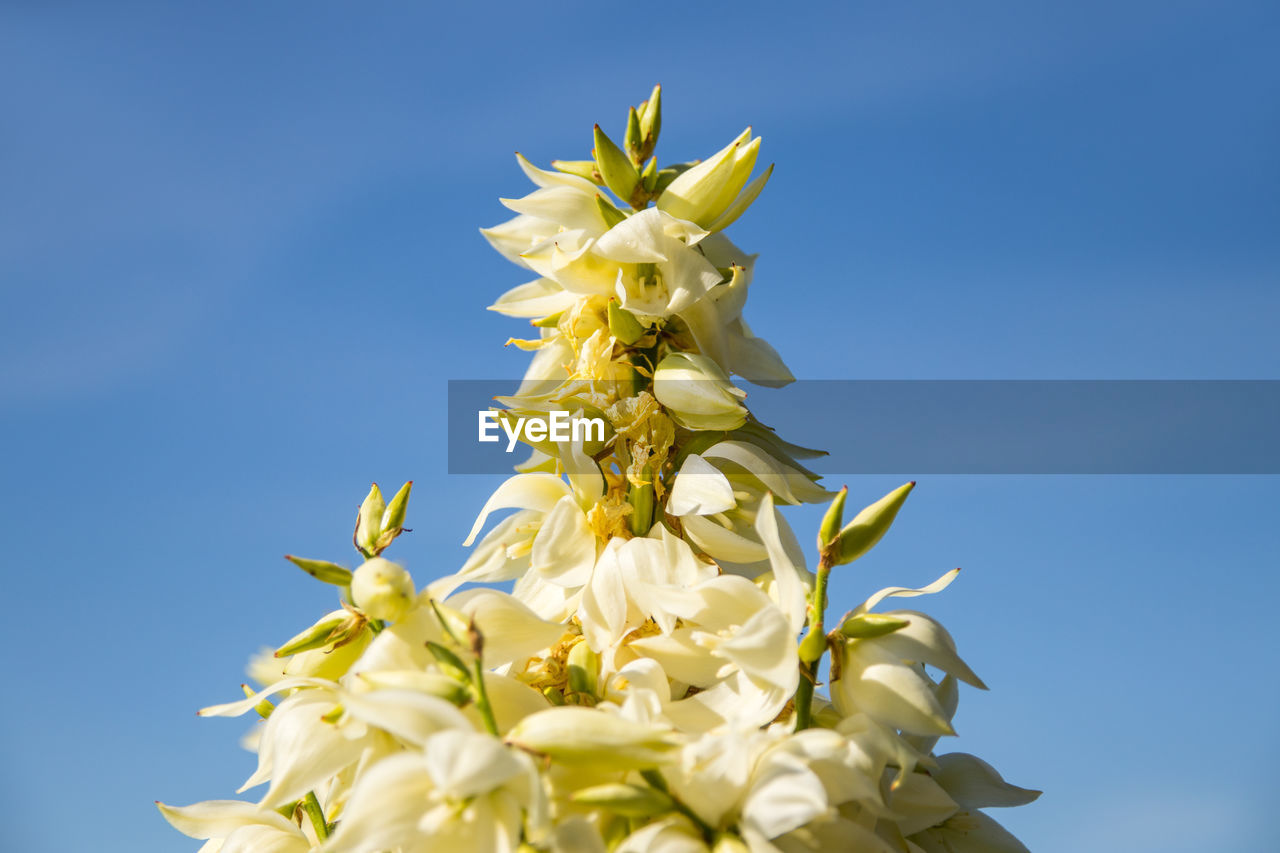 Low angle view of white flowering yucca plant against clear sky