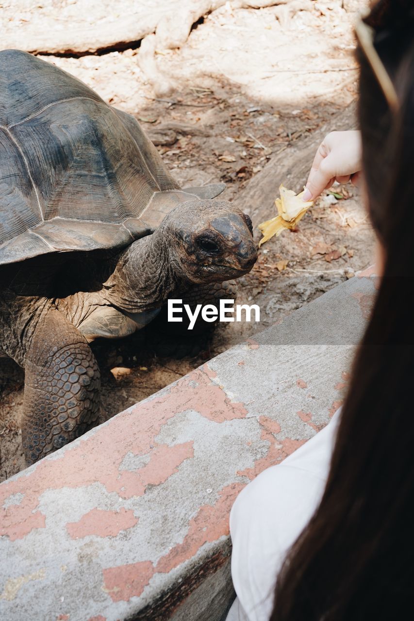 animal themes, animal, turtle, animal wildlife, reptile, tortoise, wildlife, zoo, one animal, nature, day, animal shell, shell, outdoors, high angle view, one person, adult, animals in captivity, tortoise shell