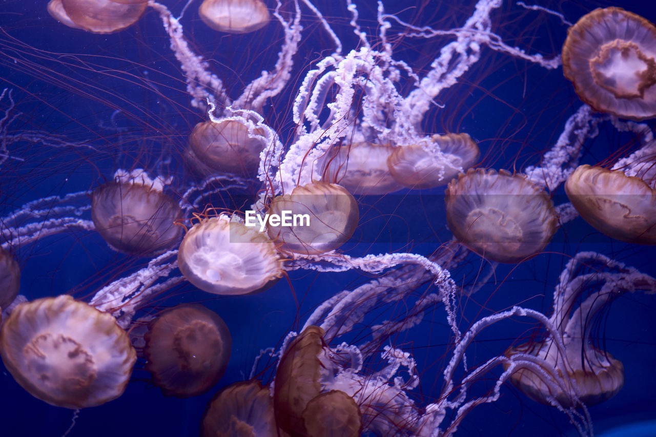 Group of japanese nettle jellyfish in the ocean, brown, fluorescent, dark