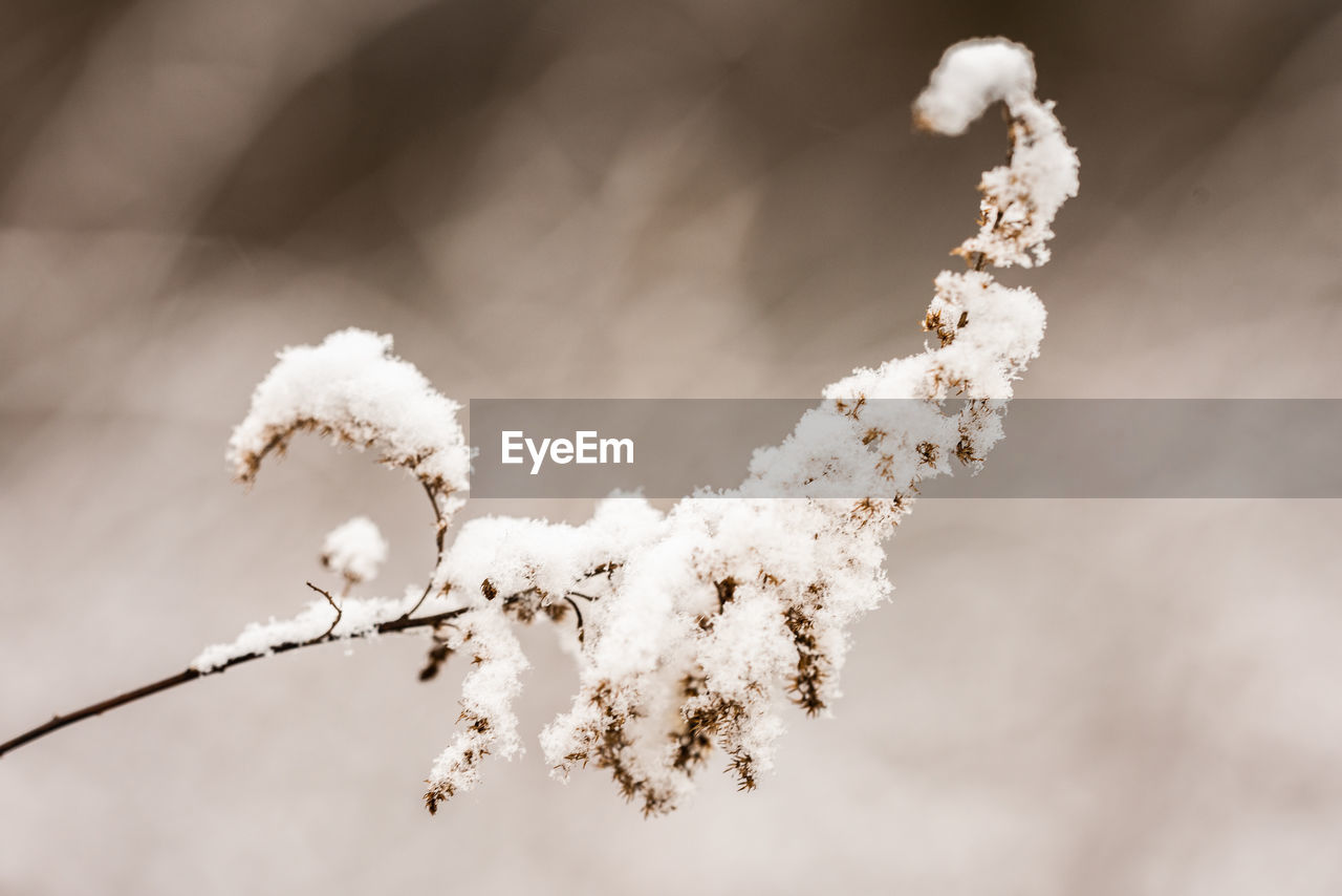 Close-up of frozen plant