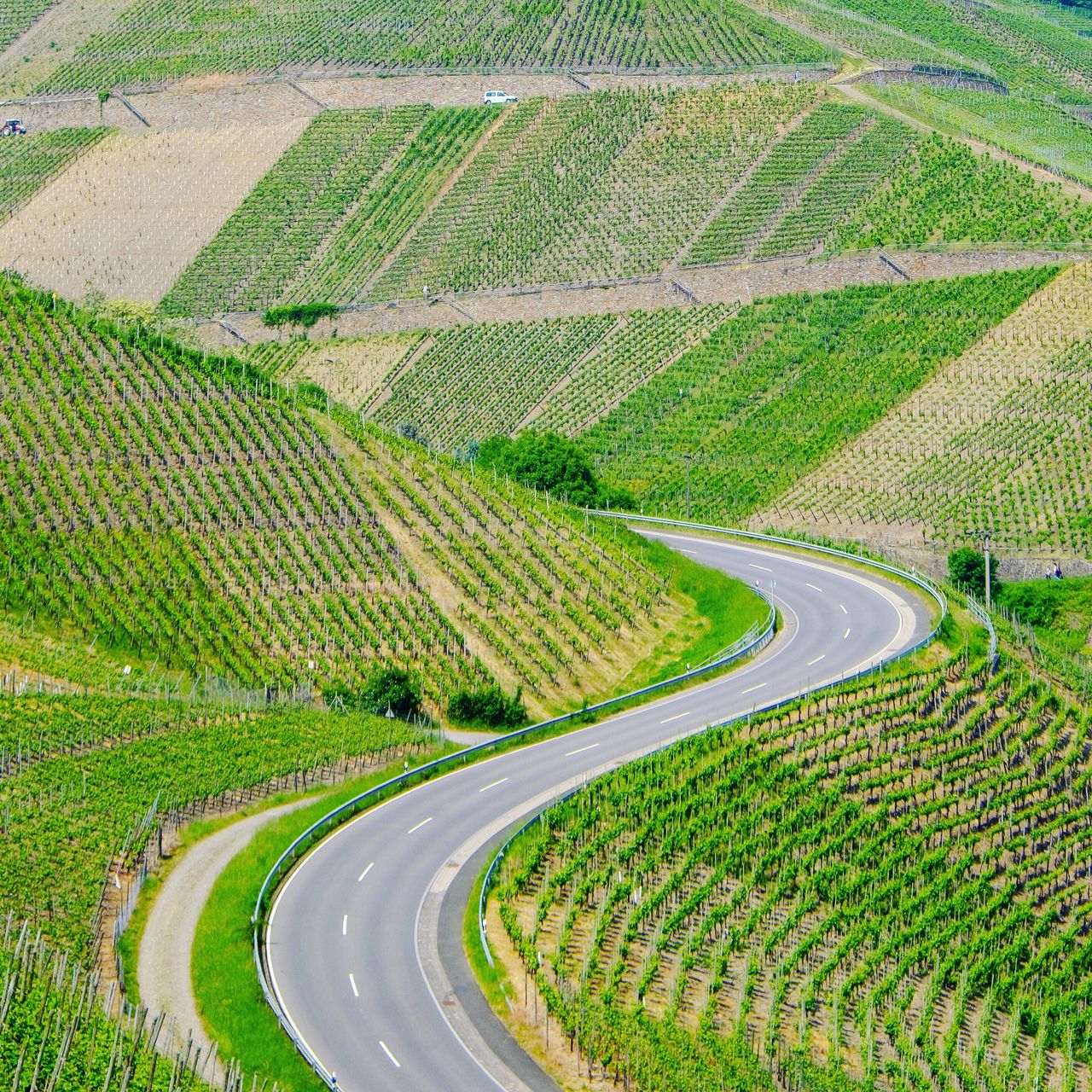Road through vineyards.