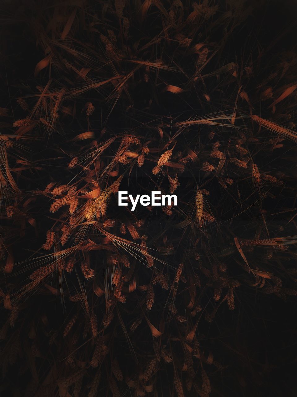 Full frame shot of plants on field
