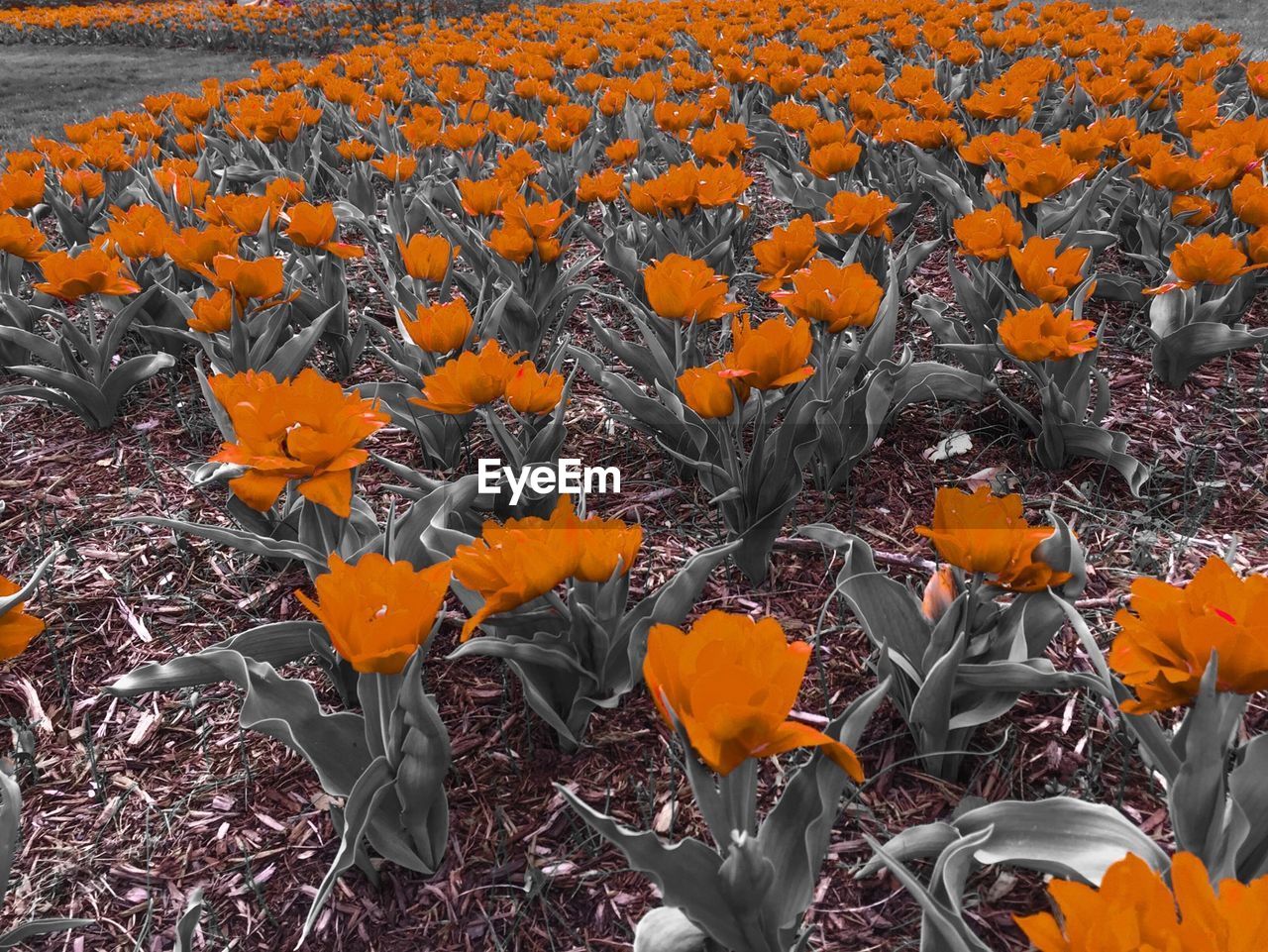 Orange tulip blooming on field
