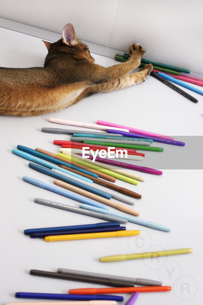 High angle view of cat lying by crayons on table