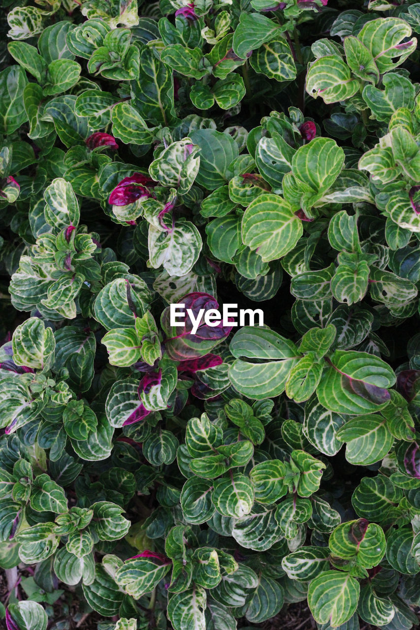 FULL FRAME SHOT OF PLANTS