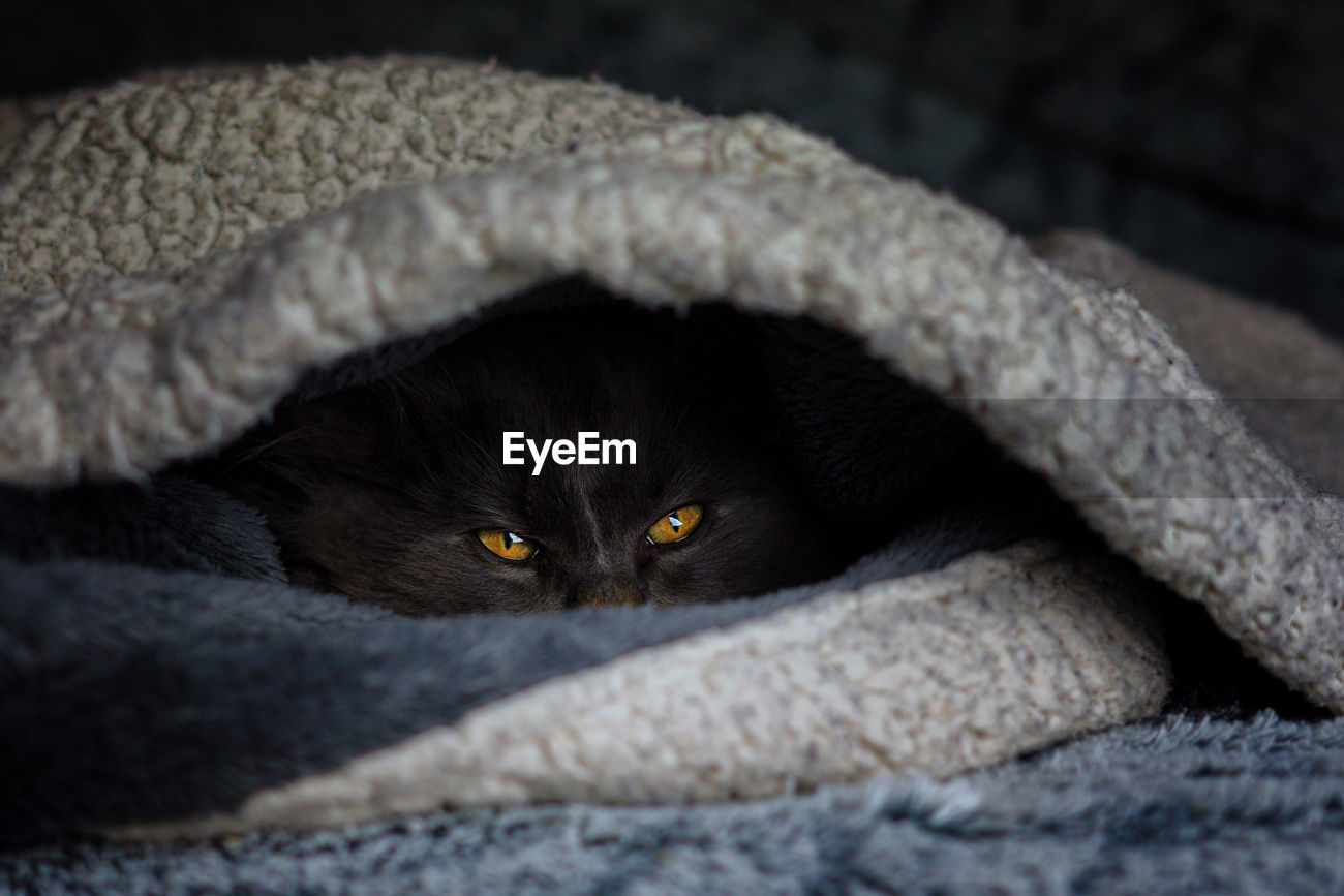 Close Up Portrait Of Black Cat Id 139852562