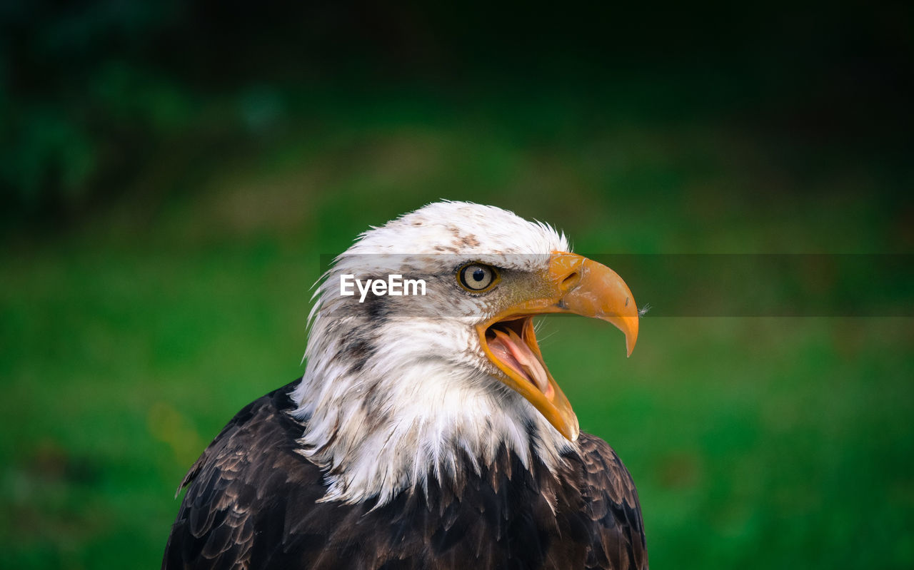 Close-up of bald eagle looking away