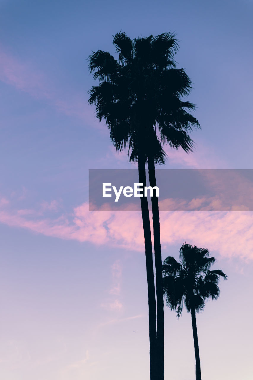 Low angle view of palm tree against sky
