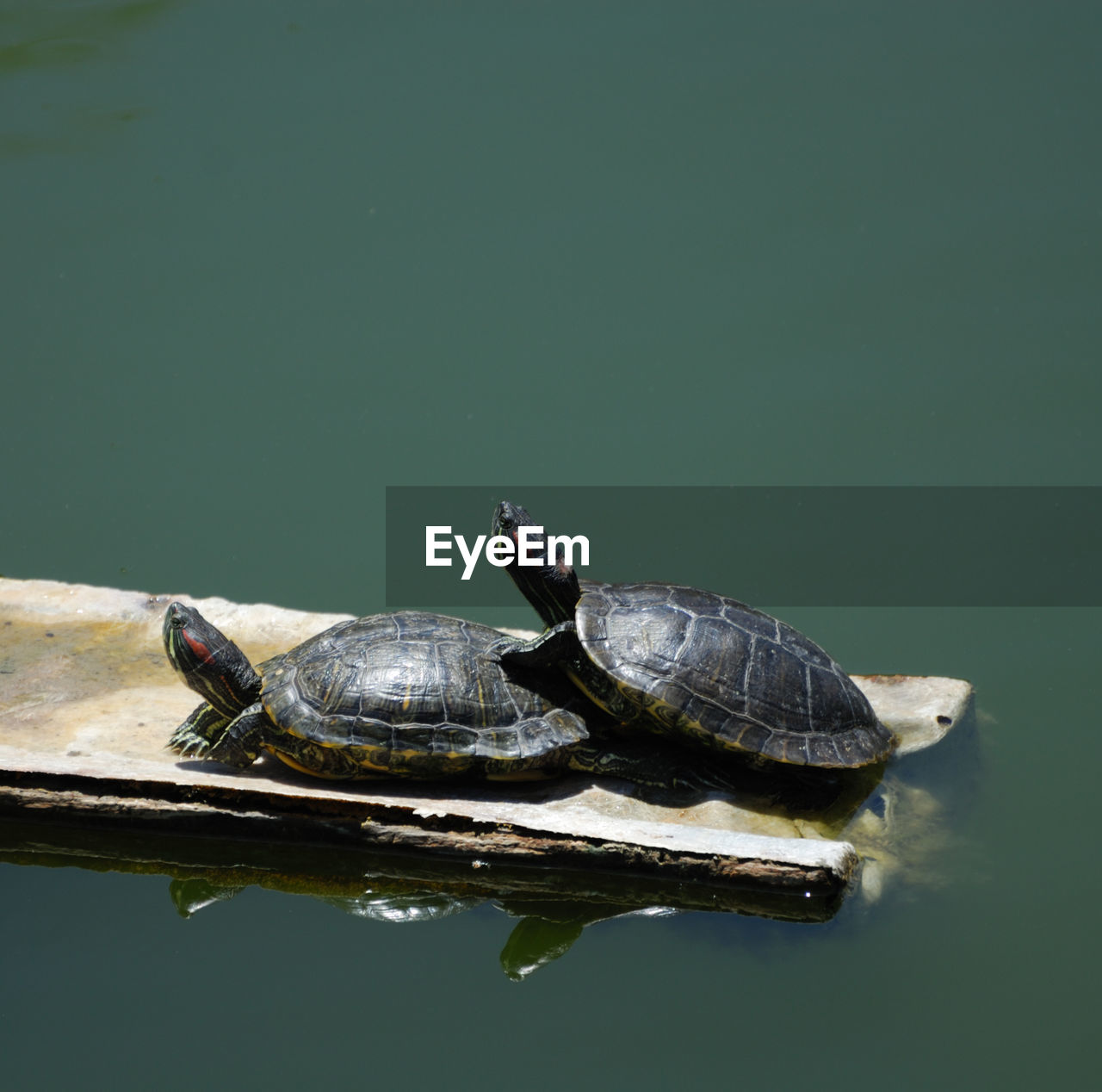 High angle view of turtles on wooden plank in lake