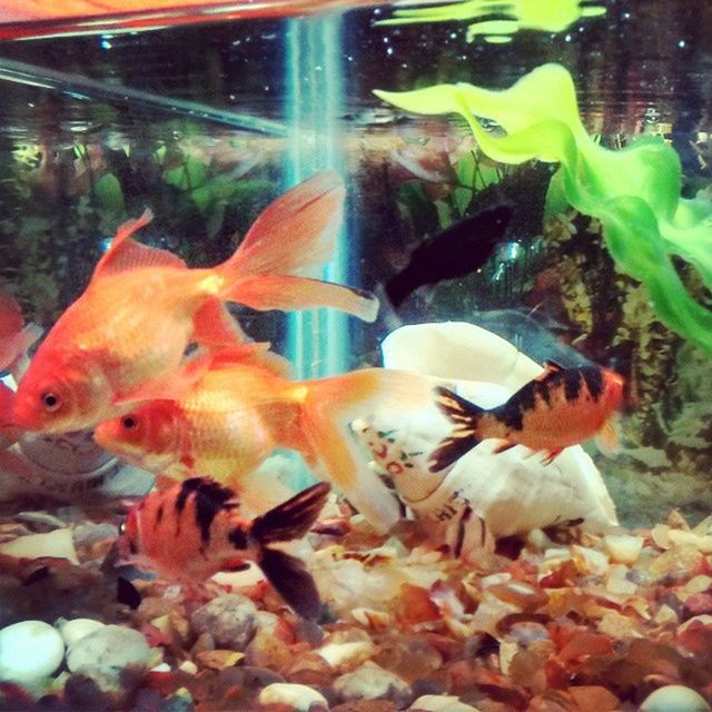 FISH UNDERWATER