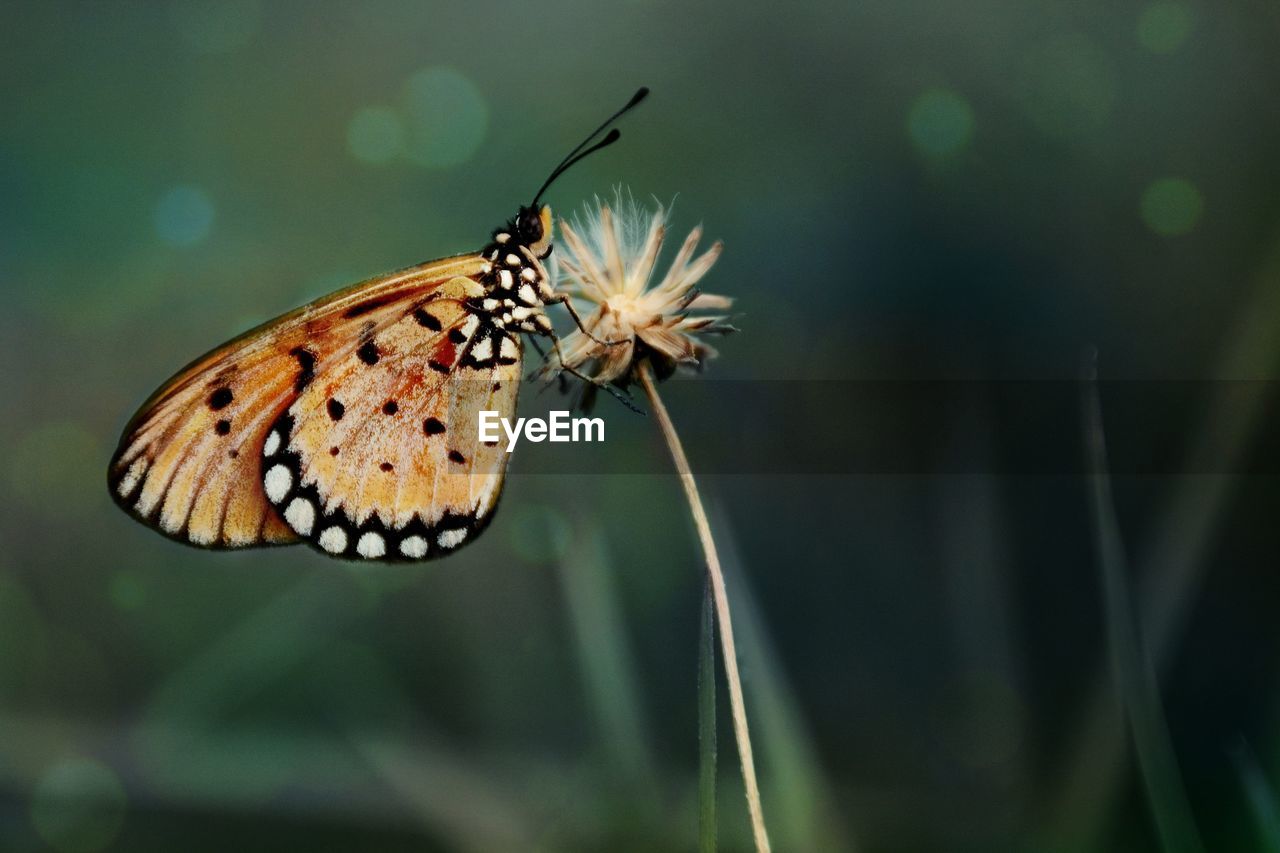 Night Butterfly Indonesia Dry Flower Dark Grass On Eyeem